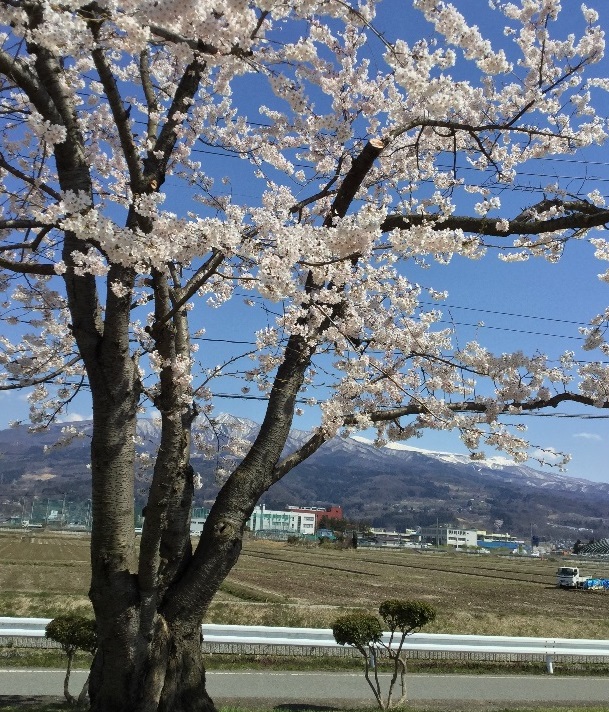 本校グラウンドから望む桜と残雪残る蔵王連邦の写真